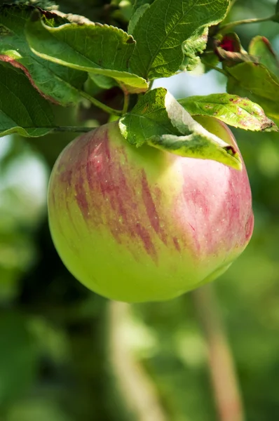 Manzana rosa en el árbol, de cerca, enfoque superficial Fotos de stock libres de derechos