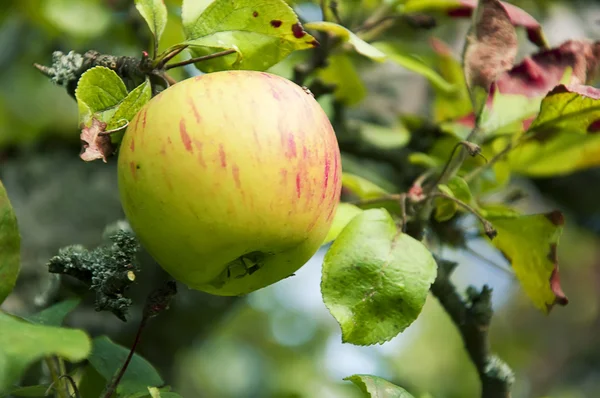 Manzana rosa en el árbol, de cerca, enfoque superficial Imágenes de stock libres de derechos