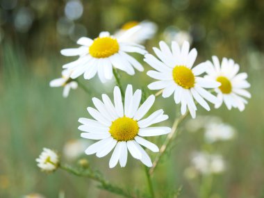 Marguerite.