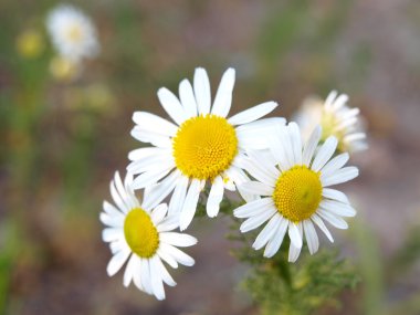 Marguerite.