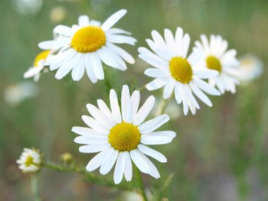 Marguerite.