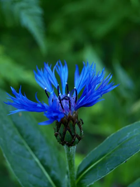 Kék Búzavirág — Stock Fotó