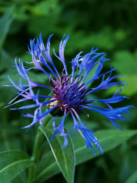 Flor de milho azul — Fotografia de Stock