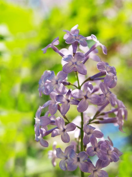 紫丁香花 — 图库照片