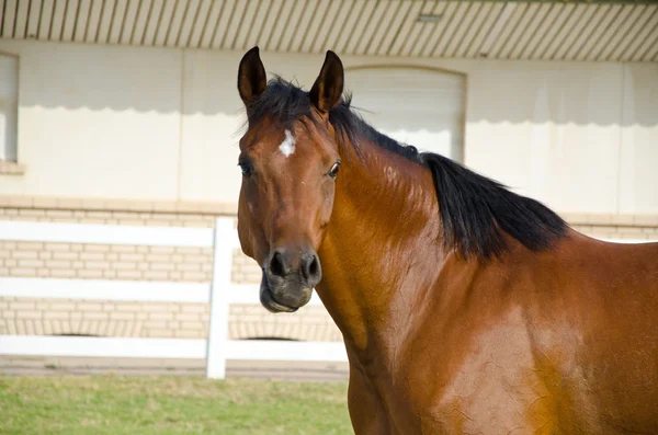 Koń arabski — Zdjęcie stockowe