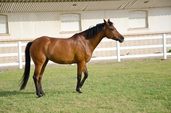 Cavallo arabo — Foto Stock