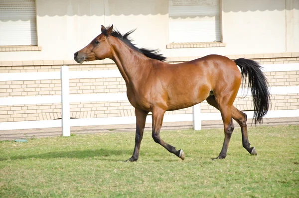 Αραβικό άλογο — Φωτογραφία Αρχείου