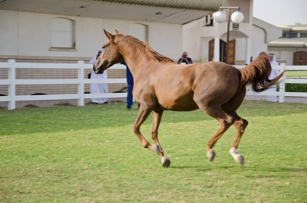 Арабийская лошадь — стоковое фото