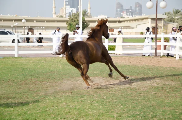 Caballo árabe — Foto de Stock