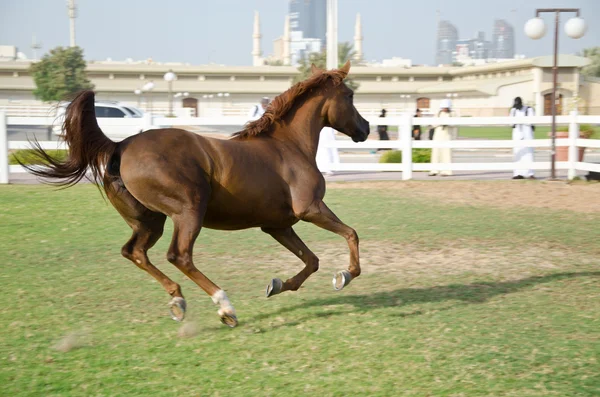 Arabische paarden — Stockfoto