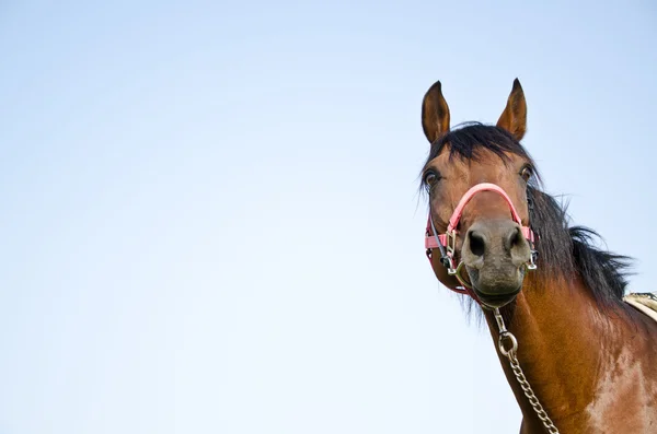 Arap Atı — Stok fotoğraf
