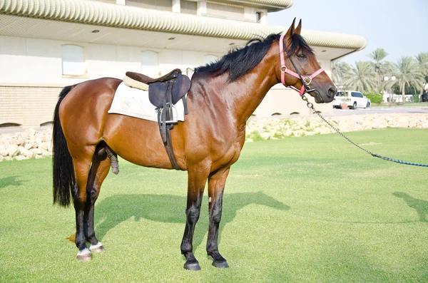 Arabský kůň — Stock fotografie