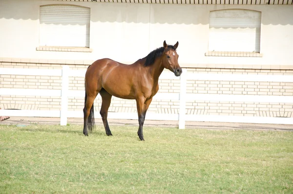 Arabian Horse Stock Image
