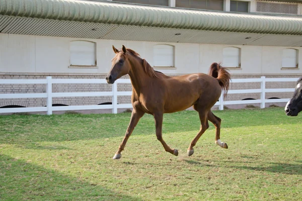 Arabian Horse Stock Image