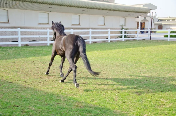 Arabian Horse Royalty Free Stock Images