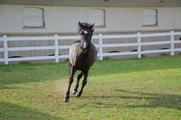 Arabian Horse Stock Photo