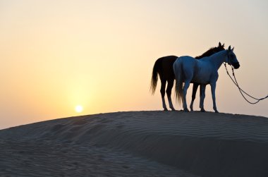 Arab Man with Arabian Horse clipart