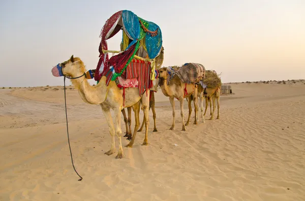 Arabische kamelen — Stockfoto