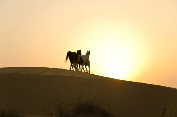 Emiraty człowiek z koni arabskich — Zdjęcie stockowe