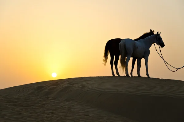 Arabische man met Arabische paard — Stockfoto