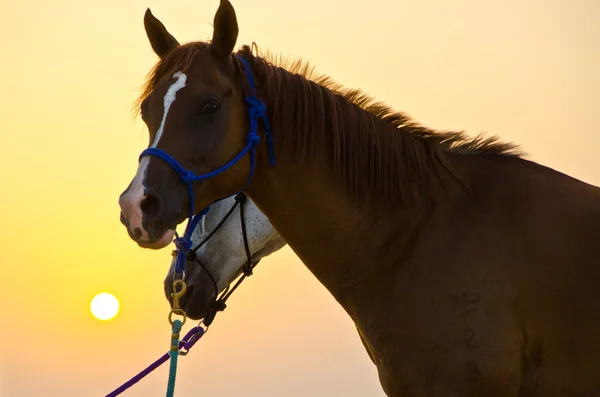 Арабский человек с арабской лошадью — стоковое фото