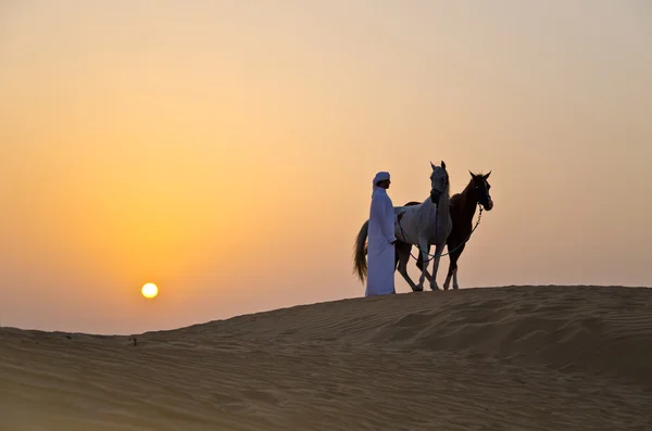 Homme arabe avec cheval arabe — Photo