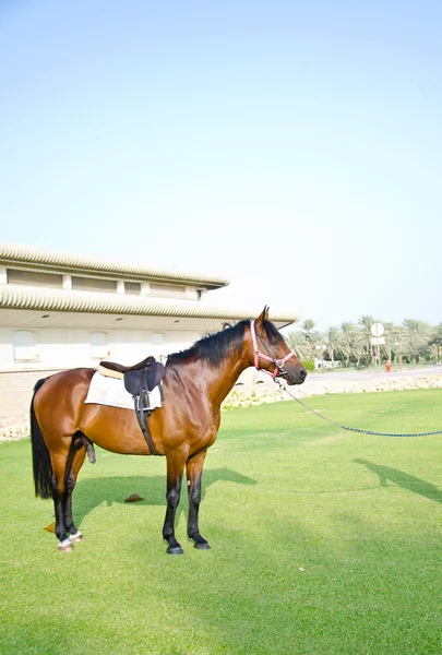 Cavallo arabo — Foto Stock