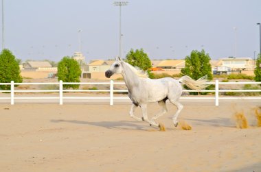 Arap Atı
