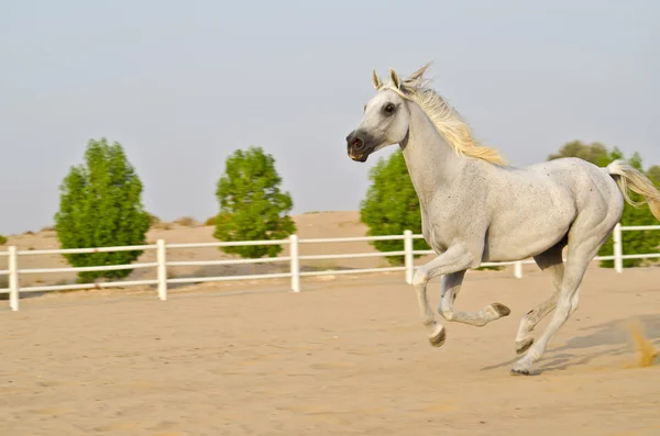 Arabisches Pferd — Stockfoto