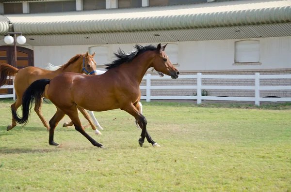 Arabische paarden — Stockfoto