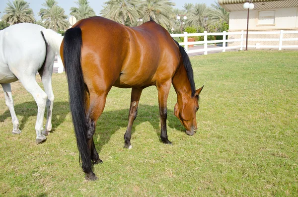 Arabisches Pferd — Stockfoto