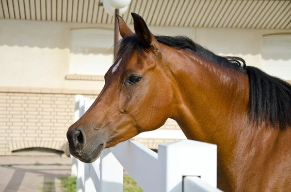 Cavalo Árabe — Fotografia de Stock