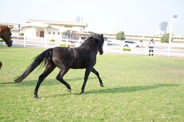 Arábiai ló — Stock Fotó