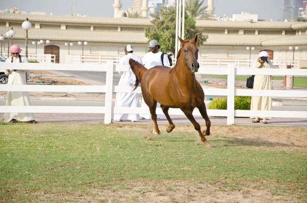 Arabisk häst — Stockfoto