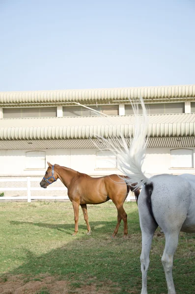 Cavalo Árabe — Fotografia de Stock