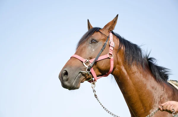 Арабський кінь — стокове фото