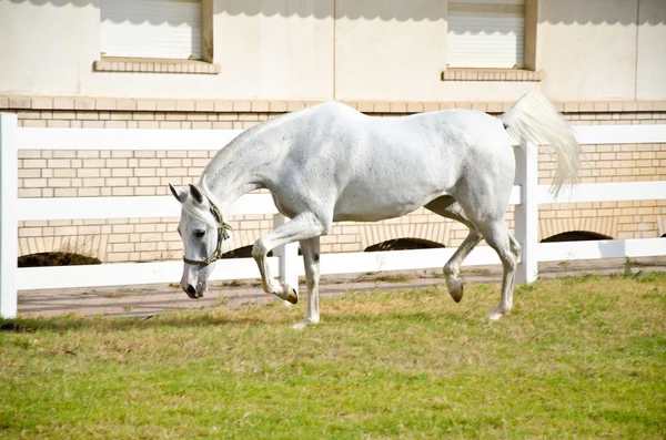 Arabian Horse Royalty Free Stock Photos