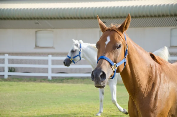 Arabian Horse Stock Picture