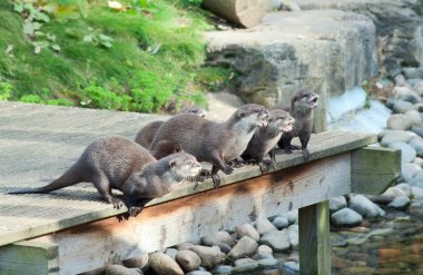 Otters wait for feeding clipart