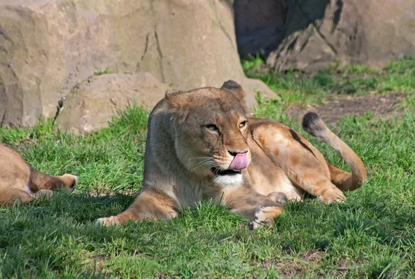 Löwin leckt ihre Lippen — Stockfoto