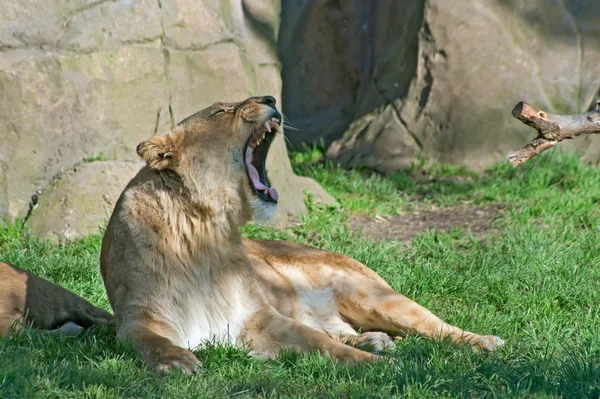 Зияющая львица — стоковое фото