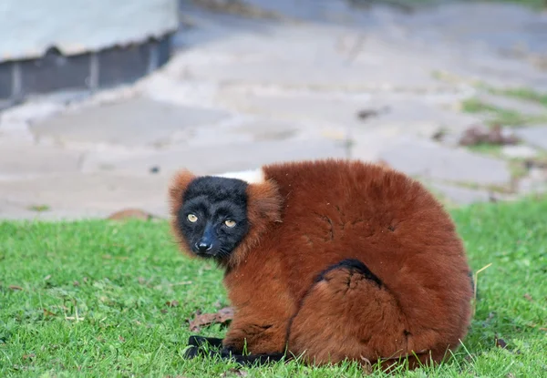 붉은 목도리 여우원숭이 — 스톡 사진