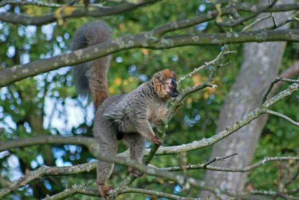 Lemur di pohon — Stok Foto