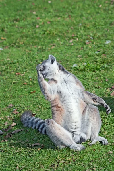 Ring-tailed lemur — Stock Photo, Image