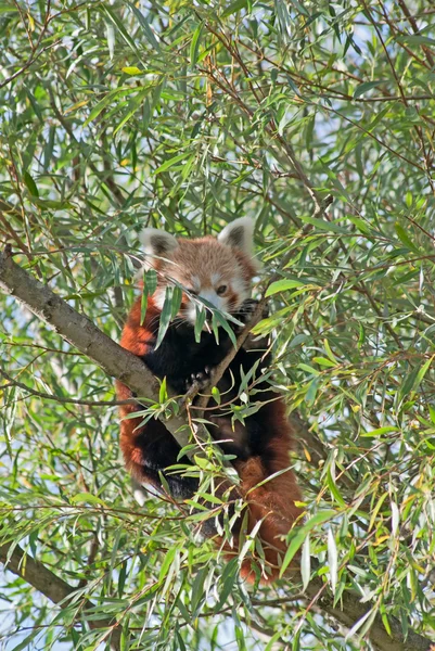 Kızıl panda — Stok fotoğraf