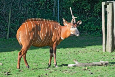 bongo antilopu