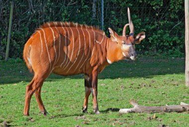 bongo antilopu