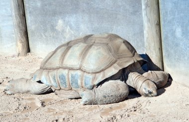 Aldabra dev kaplumbağası.