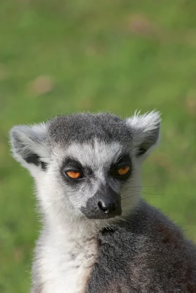 Ring-tailed Lemur — Stockfoto