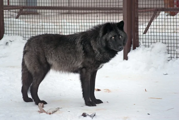 Αλάσκα λύκος Royalty Free Φωτογραφίες Αρχείου
